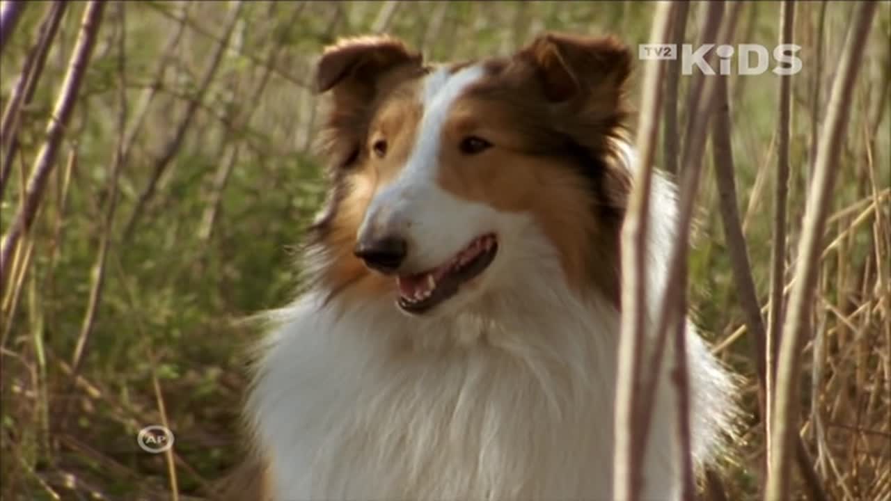 Lassie 3. Évad 2. Epizód online sorozat