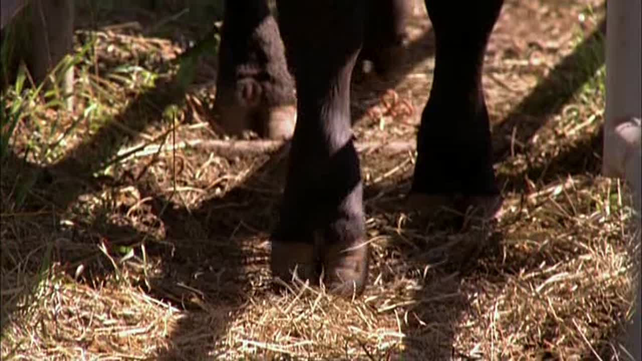 Heartland 5. Évad 7. Epizód online sorozat