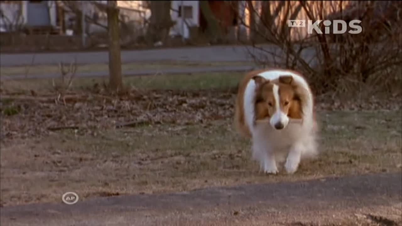 Lassie 1. Évad 21. Epizód online sorozat