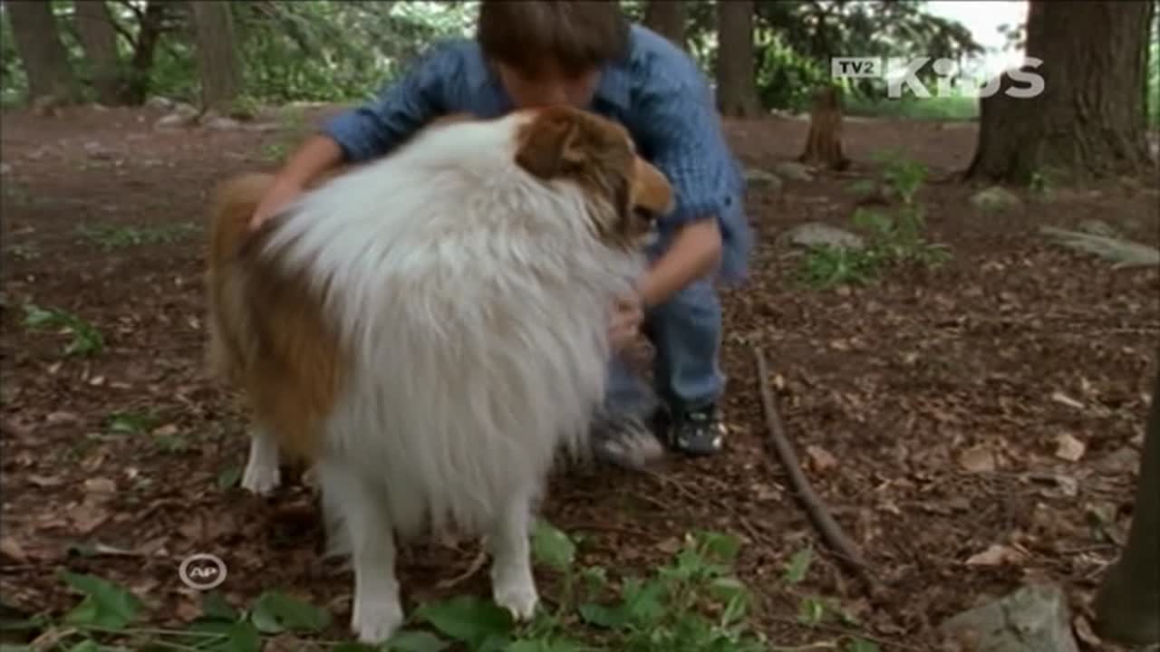 Lassie 3. Évad 11. Epizód online sorozat